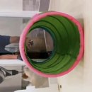 마이펫 강아지유치원 이미지