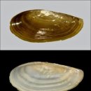 태평양광택 이미지