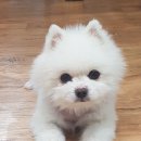 더포비 이미지