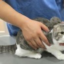 홈종합동물병원 이미지