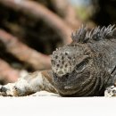 홍조바다 이미지