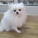 몽이냥이 이미지