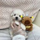 고양&화이트퍼피켄넬 | 천안강아지무료분양 화이트푸들 입양 후기