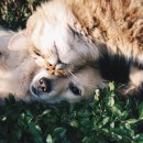 Dog&Cat 이미지