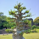 우리 부부의 기징 질힌 여행 - 제주도 캠핑여행 10일＜2＞ 이미지