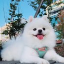 THE DOG SALON 이미지