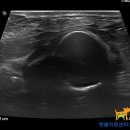 Dr. dog 동물영상의료센터 이미지