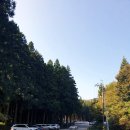 하늘밭, 봄 | 가을여행지 보성 대한다원 녹차밭풍경 녹차꽃구경 말차아이스크림 후기