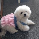 꼬순내 이미지