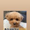 쑝이네 애견샵 이미지