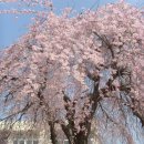 모량초등학교에 핀 수양(능수)벚꽃... 이미지