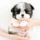 두류동물병원 | 대구 토이푸들 분양 미유펫 대구점 후기, 작은 아이가 바꾼 우리 집 일상