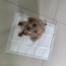 뽀숑 | 🐶 강아지배변패드 고민 끝! 코코뽀숑 프리미엄배변패드 솔직 후기✨️