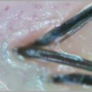 춤추는머리나라 이미지