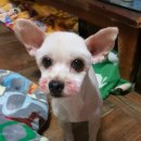 뽀미농장 이미지