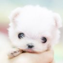 예쁜강아지 이미지