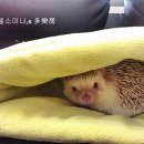 쥬쥬동물병원 이미지