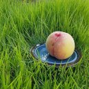 복상농장 이미지