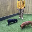옐레드 애견유치원&애견호텔 부산용호점 | 부산애견유치원 용호동애견호텔 &#39;옐레드 부산용호점&#39;