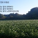 감자밭 이미지