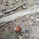 데구르르 이미지