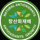 농업회사법인 주식회사 우리 | 일소 열과 착색부진 극복하는 항산화재배 농업회사법인주식회사코코스토리
