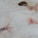 # 반려 동물 _ 레오파드 게코 선글로우 헤츨링 부화 후기 일지 기록