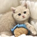 대구고양이분양 도레미캣 이미지