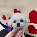 굿데이멍 이미지