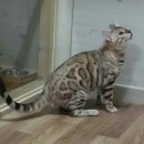 나무타는고양이 구경하는강아지 이미지