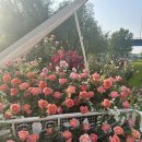 수채화(주간) | 2026 중랑 서울장미축제 장소, 기간, 후기 🌹