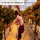 시식가능 뜰농장 딸기따기체험 서울근교 경기도광주 퇴촌