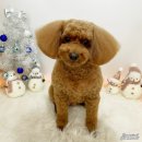 애견미용실 몽자네 이미지