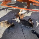 두바퀴쉼터 | 국내에서 차로 높이 올라갈 수 있는 유일한 곳 겨울왕국 만항재 다녀온 후기