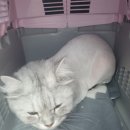 멍이살롱 이미지