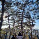 아트카 | 원주 소금산 미디어아트센터 출렁다리 울렁다리 케이블카 후기