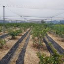 부촌농장 이미지