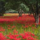 무장농협하나로마트 이미지