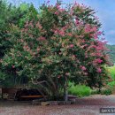 백연농장 | 함안 배롱나무꽃 백일홍 명소 세 번째ㅣ고려동 유적지