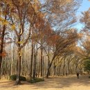 (유)금성상공 | 서울 서울숲 방문 후기/리뷰: 숲과 도시, 빌딩촌 안 숲속 쉼터