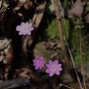 변산 쇠뿔바위봉 들꽃(2024.03.08) 이미지