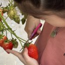 온누리건강하우스 | 온누리딸기농장_논산딸기농장_대전근교 딸기농장 체험_(내돈내산 찐 후기)