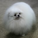 화이트폼 이미지