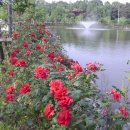 장미농원 이미지