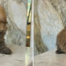 도그마루 강아지고양이 청주점 이미지