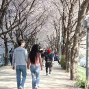 꽃들의 미소 | 대구 동구 벚꽃 명소 아양교 공항교 사이 옛 기찻길 다리 둑방을 다녀온 후기