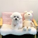 몽톡 이미지