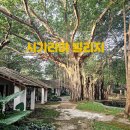 해충 오케이 | 사자 바위가 바로 보이는 시기리야 빌리지 Sigiriya Village 디럭스 더블룸 실제 숙박 & 조식 후기
