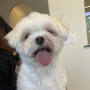 The 사랑할 개 이미지