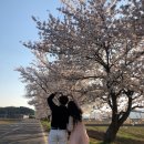 나포차 | [공지] 군산 | 나포 숨은 벚꽃길, 사람 없는 벚꽃 드라이브 포토존